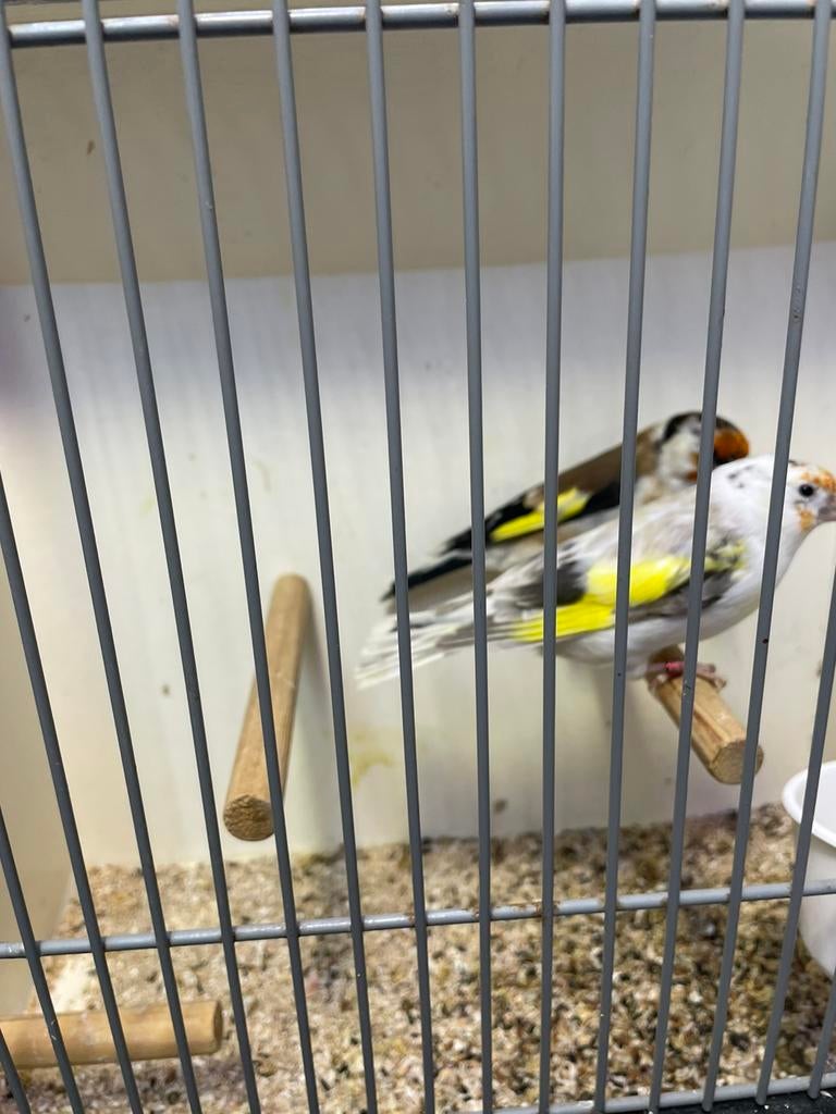 Koppel majoorputters, Dieren en Toebehoren, Meerdere dieren, Wildzangvogel, Geringd