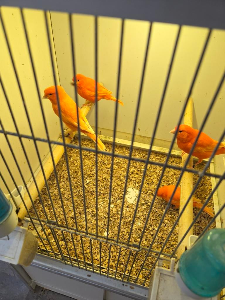 Rode mannen, Dieren en Toebehoren, Vogels | Kanaries, Mannelijk, Kleurkanarie