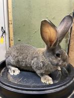 Raszuivere vlaamse reuzen, Dieren en Toebehoren, Konijnen, Meerdere dieren, Groot