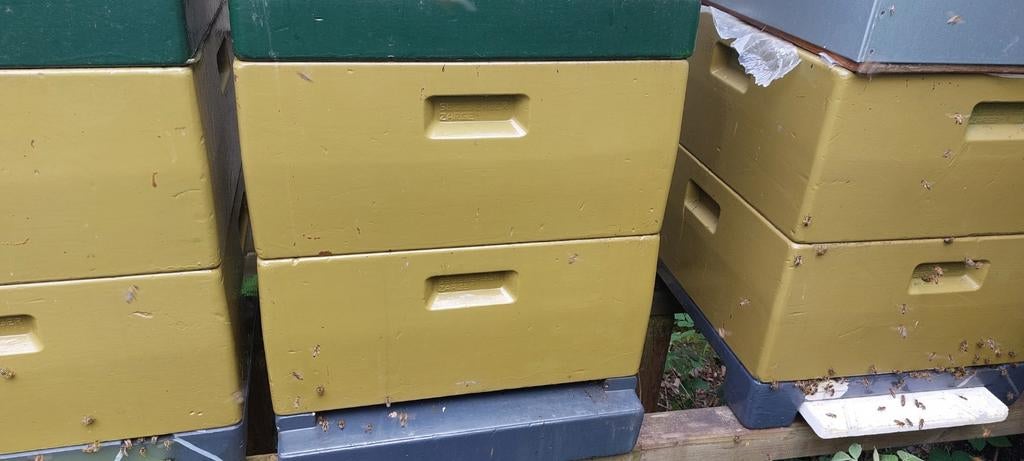 F1-Carnica bijenvolk met original Segeberger kast (Warnholz), Bijen