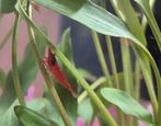 Jonge Fire red neocaridina garnaaltjes tekoop 22 voor 20 eu