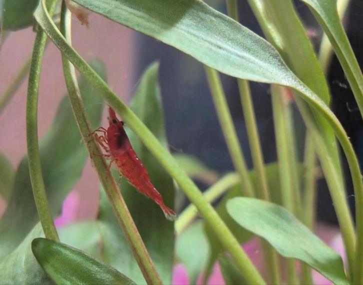Jonge Fire red neocaridina garnaaltjes tekoop 22 voor 20 eu, Dieren en Toebehoren, Vissen | Aquariumvissen
