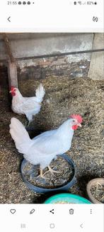 Witte Leghorns Groot Ras, Dieren en Toebehoren, Pluimvee, Vrouwelijk, Kip