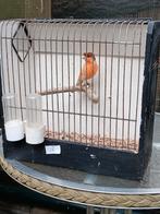 Kuifkanarieman, Mannelijk