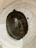 Waterschildpad, Schildpad