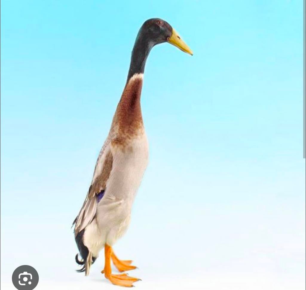 Indische loopeenden gezocht, Dieren en Toebehoren, Ophalen of Verzenden