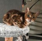 Bengaalse poes zoekt huisje als single kat, Poes, Met stamboom, 3 tot 5 jaar