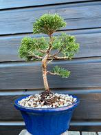 Bonsai Juniperus Chinensis (buiten bonsai), Tuin en Terras, Planten | Bomen, Bloeit niet, Overige soorten, Minder dan 100 cm, Ophalen