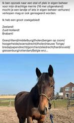 Stalling/weide gezocht, Weidegang, 1 paard of pony