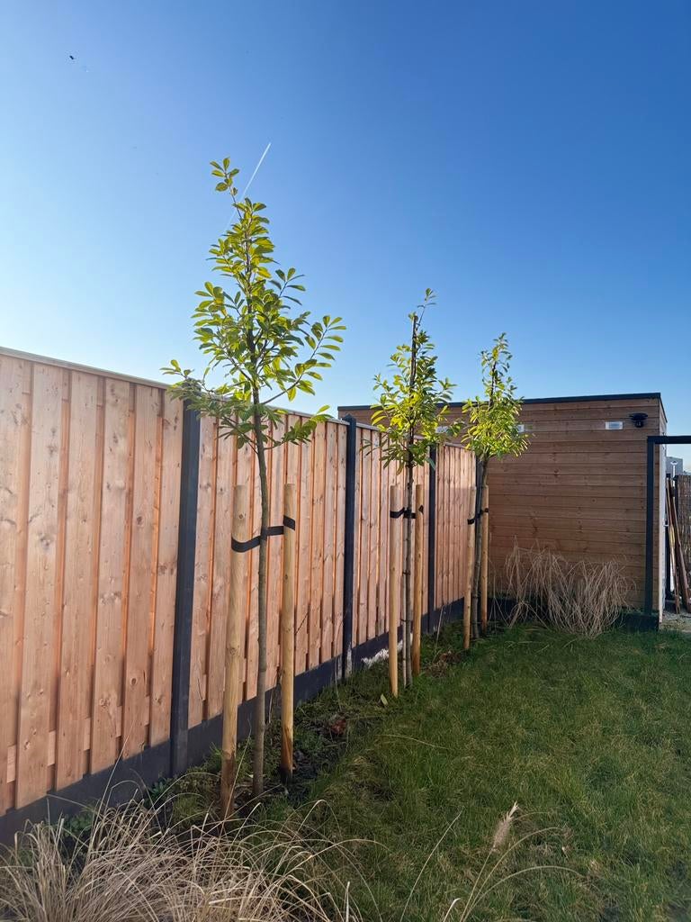 3x Prunus novita boom +- 350 cm. €100 per stuk!, Tuin en Terras, Planten | Bomen, Ophalen, Volle zon, Overige soorten