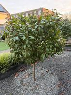 Glanzmispel 'Red Robin' (Photinia fraseri 'Red Robin'), Overige soorten, Lente, 100 tot 250 cm, Ophalen
