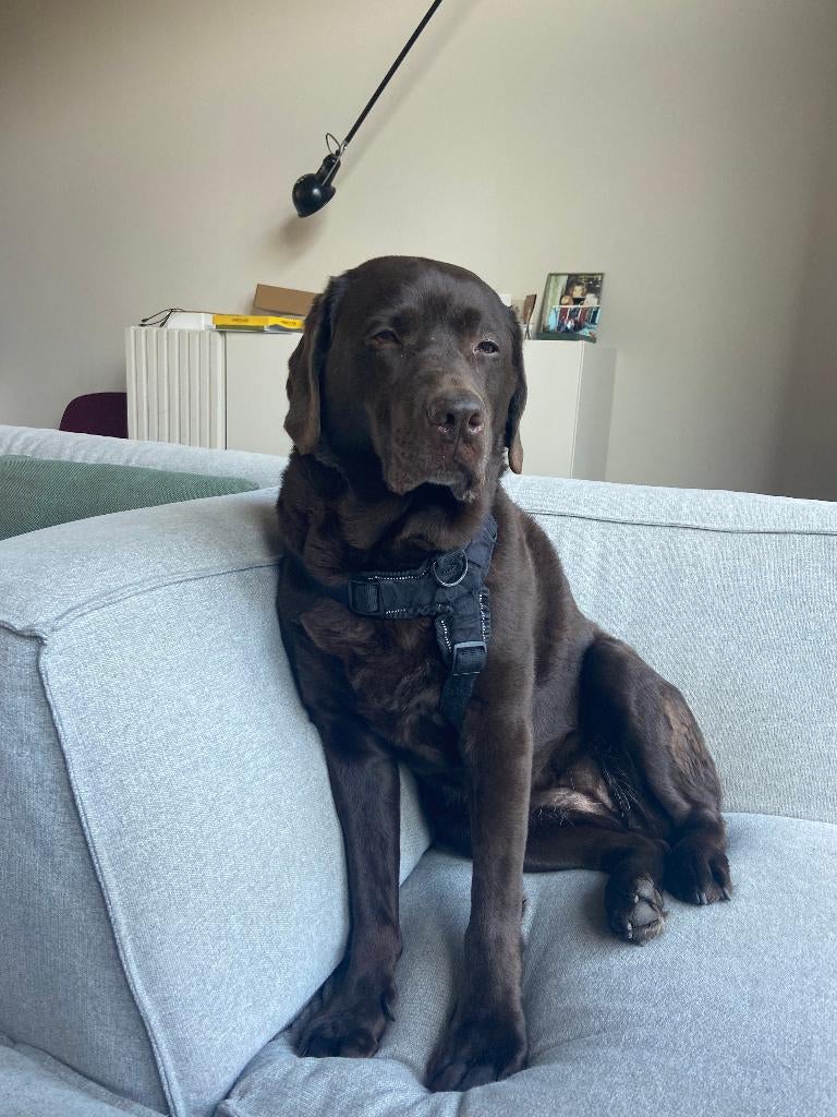 Hondenoppas gezocht tussen 12 en 28 juli voor Jip, Particuliere oppas