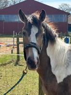 2 bonte jonge pony’s, Dieren en Toebehoren, Paarden, Minder dan 160 cm, 0 tot 2 jaar, Onbeleerd, Recreatiepaard