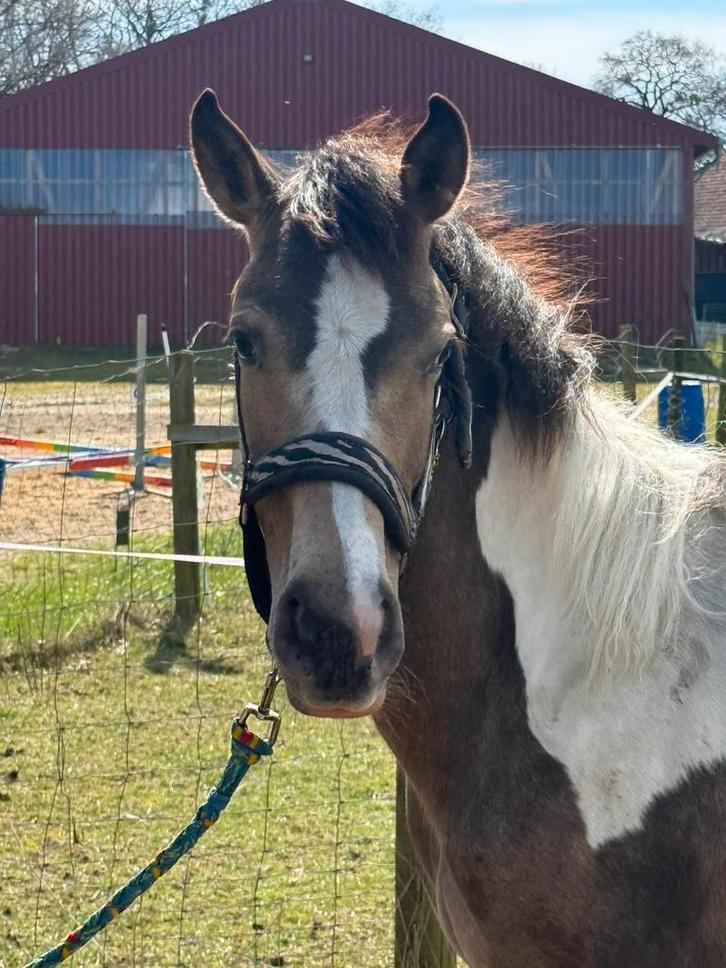 2 bonte jonge pony’s, Dieren en Toebehoren, Paarden, Merrie, Onbeleerd, Minder dan 160 cm, 0 tot 2 jaar, Recreatiepaard, Gechipt