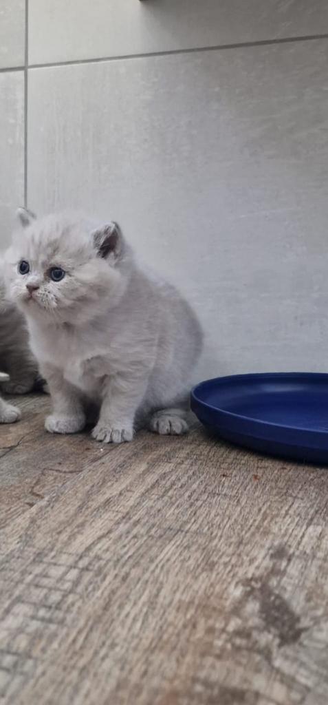 Britse korthaar Lilac 9 weken meisje en jonge, Dieren en Toebehoren, Poes, Ingeënt