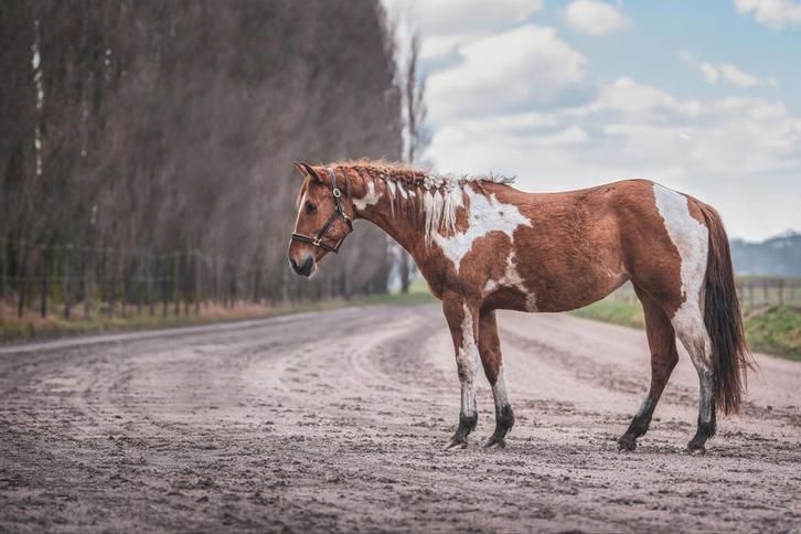 Te Lease ontzettend lieve Merrie, Dieren en Toebehoren, Stalling en Weidegang