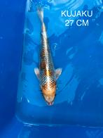 Te koop: Prachtige Kujaku koikarper Import, Karper of Koi