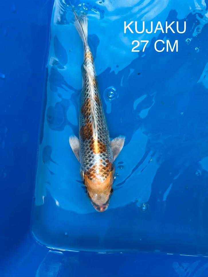 Te koop: Prachtige Kujaku koikarper Import, Dieren en Toebehoren, Vissen | Vijvervissen, Karper of Koi