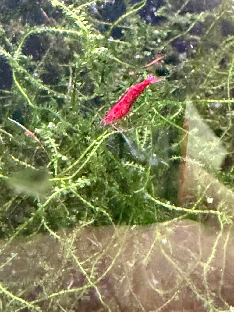 Bloody mary garnalen