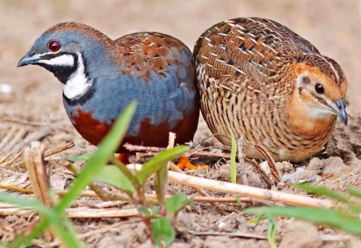 Chinese Dwergkwartels, Dieren en Toebehoren, Vogels | Overige Vogels, Roofvogel, Meerdere dieren, Geringd