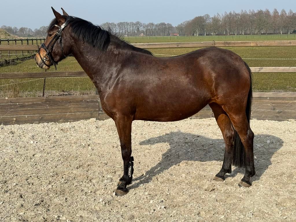 Prachtige new forrest merrie 3 jaar, Met stamboom, Dressuurpony, 0 tot 2 jaar, Hengst