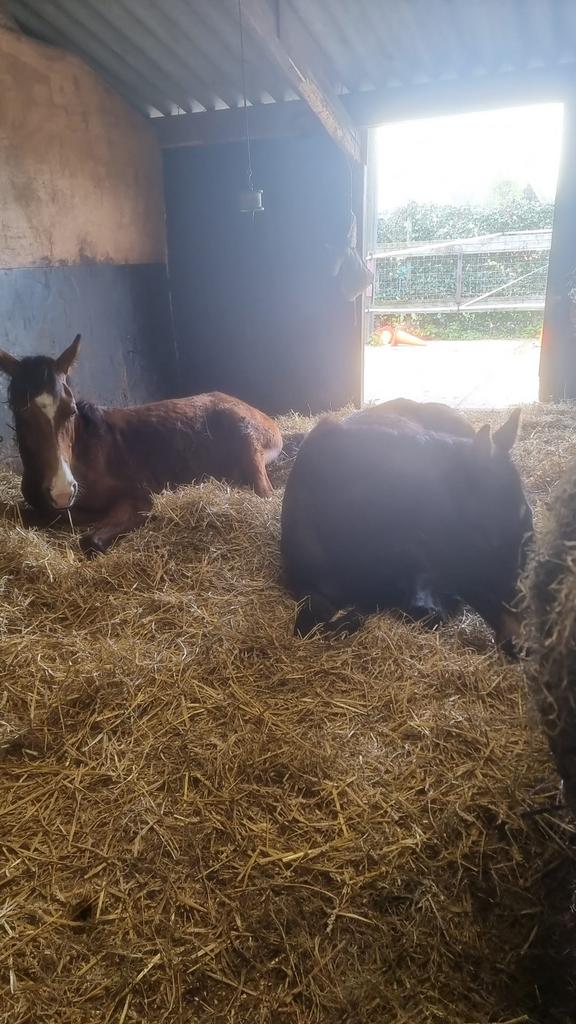 4 mega uitloopstallen en 4 binnenstallen te  huur per 1 juni, Weidegang, 4 paarden of pony's of meer