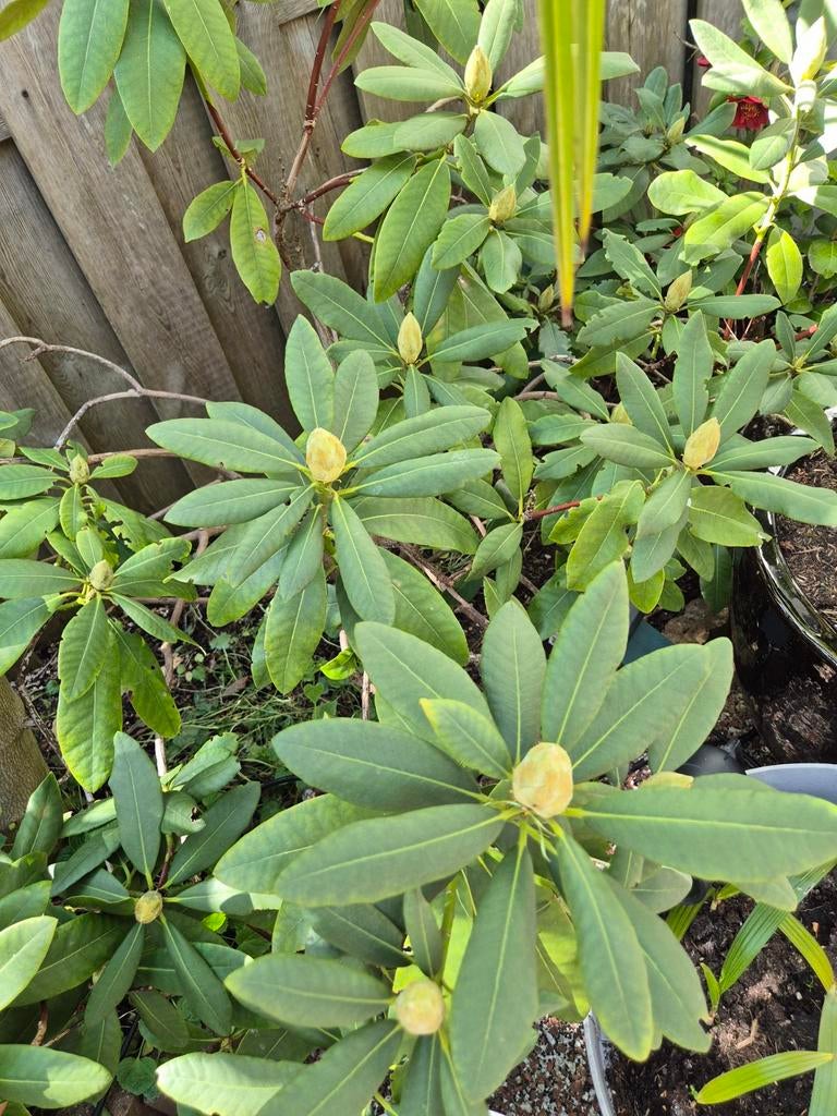Rode Rododendron - Zelf uitgraven, Tuin en Terras, Planten | Tuinplanten, Ophalen, Overige soorten, Volle zon