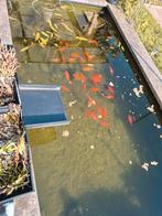 Vijvervissen, Dieren en Toebehoren, Vissen | Vijvervissen