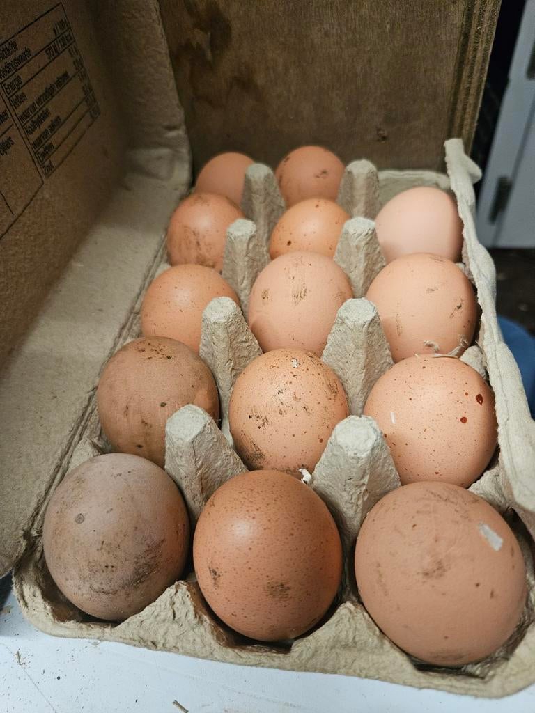 Broedeieren van bielefelder, Dieren en Toebehoren, Pluimvee, Geslacht onbekend, Kip
