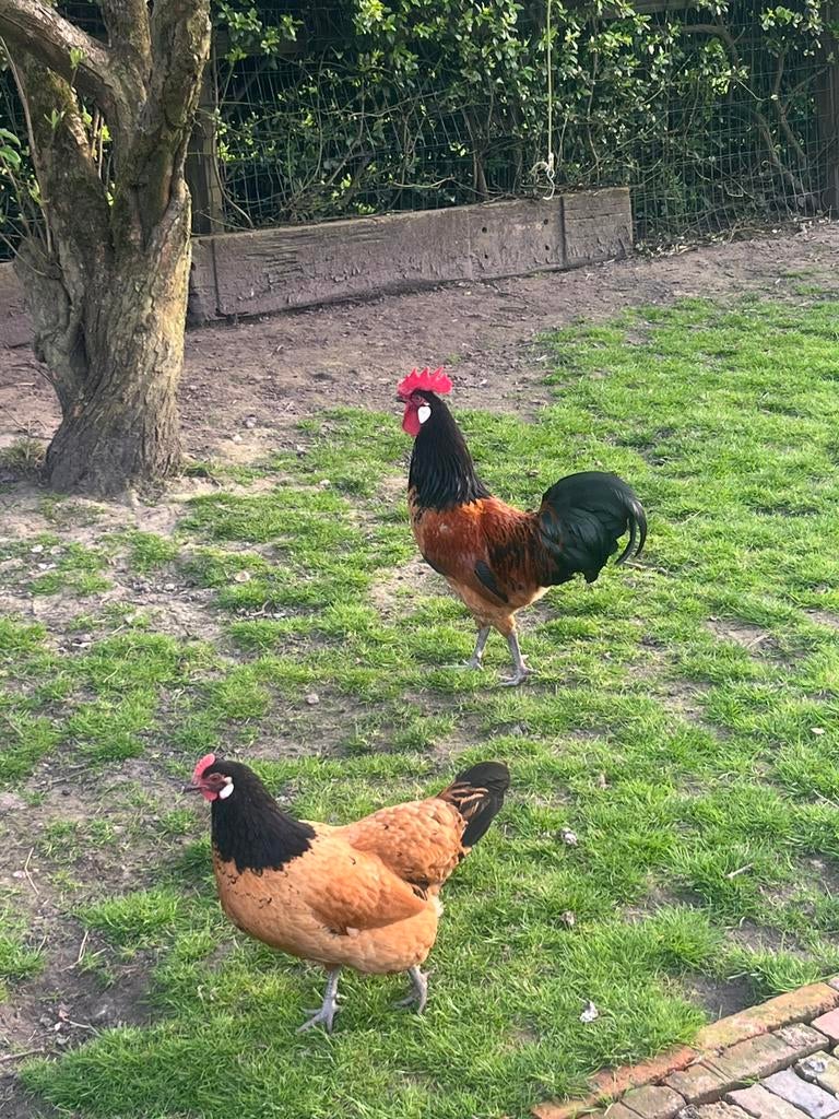 Vorwerk haan 1 jaar oud, Dieren en Toebehoren, Pluimvee, Mannelijk, Kip