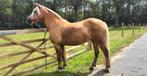 Lieve, mooie Haflinger Roos!, Merrie, Minder dan 160 cm, 11 jaar of ouder, Recreatiepaard