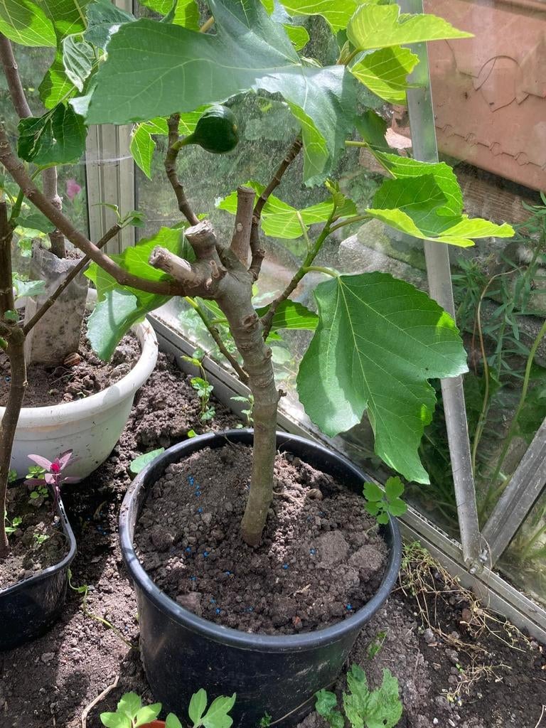 Vijgenbomen te koop - diverse soorten - eigen kweek!, Tuin en Terras, Ophalen, Volle zon, In pot, Vijgenboom