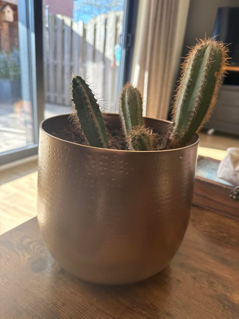 Gratis af te halen: 4 cactussen in pot, Volle zon, Vaste plant, Bloeit niet, Ophalen