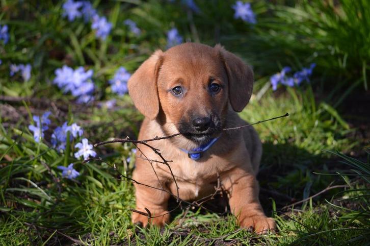 Prachtige stoere Welsh Corgi x Teckel pups te koop!, Dieren en Toebehoren, Honden | Herdershonden en Veedrijvers, Meerdere dieren