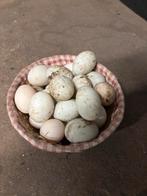 Loopeend broedeieren, Dieren en Toebehoren, Geslacht onbekend, Eend