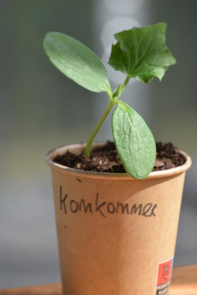 Biologische moestuinplantjes, Ophalen, Volle zon, Groenteplanten, Eenjarig