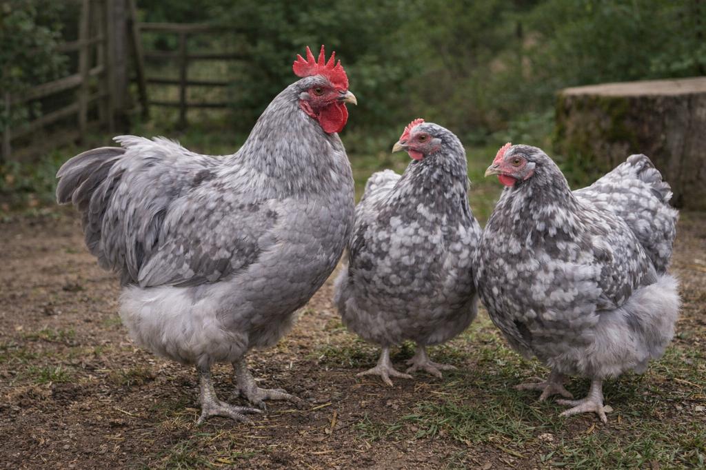 Broedeieren Orpington in zeer zeldzame kleuren, Dieren en Toebehoren, Pluimvee, Kip, Geslacht onbekend