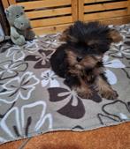 Prachtige teefje yorkshire terrier pups te koop, Particulier, Overige rassen, 8 tot 15 weken, Buitenland