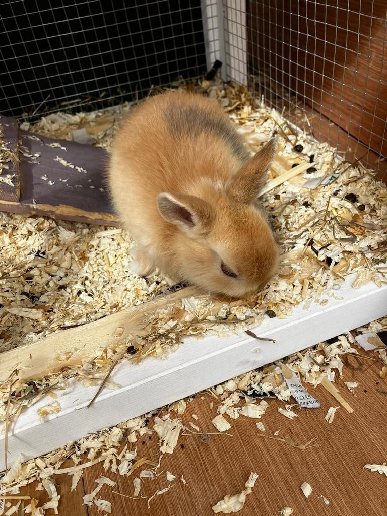 2 jonge konijnen te koop, Dieren en Toebehoren, Konijnen, Meerdere dieren, Dwerg, 0 tot 2 jaar