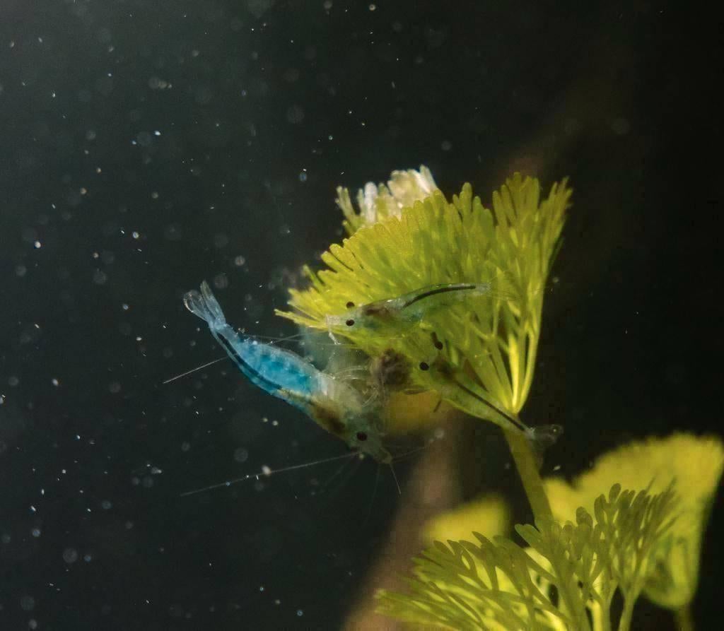 Blue Jelly Garnalen Neocaridina, Dieren en Toebehoren, Kreeft, Krab of Garnaal, Zoetwatervis