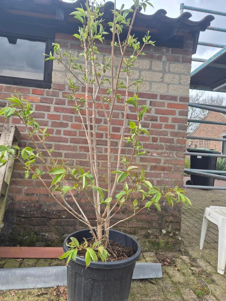 Zevenzonenboom (Heptacodium) struik - 150 cm, 30L pot, Ophalen, Overige soorten