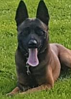 Gezocht herders die dolgraag met een bal willen spelen, Parvo, 15 weken tot 1 jaar, Geslacht onbekend, Meerdere