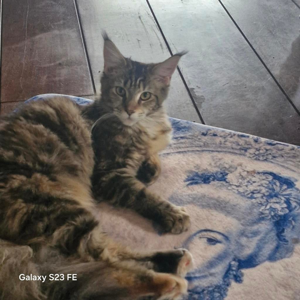 De Gooische Maine Coon Cattery is in blijde verwachting, Meerdere dieren, Ontwormd, 0 tot 2 jaar