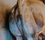 Piemontese dek stieren te koop, Mannelijk