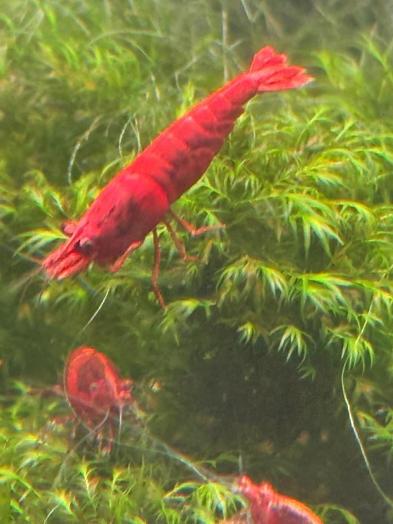 Neocaridina Bloody Mary garnalen, Kreeft, Krab of Garnaal, Zoetwatervis