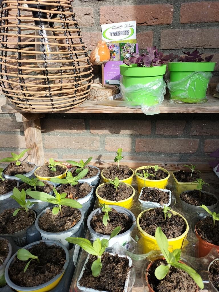 Zinnia s en geluks klaver, Tuin en Terras, Planten | Tuinplanten, Overige soorten, Volle zon, Eenjarig, Ophalen of Verzenden