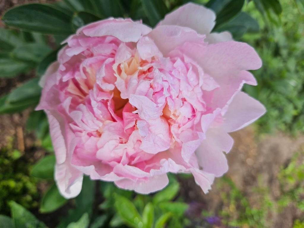 Schitterende (bio) pioenroos, Tuin en Terras, Planten | Tuinplanten, Ophalen, Overige soorten, Volle zon