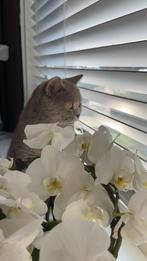 Britse Korthaar kleur Lilac, Poes, Gechipt, 0 tot 2 jaar