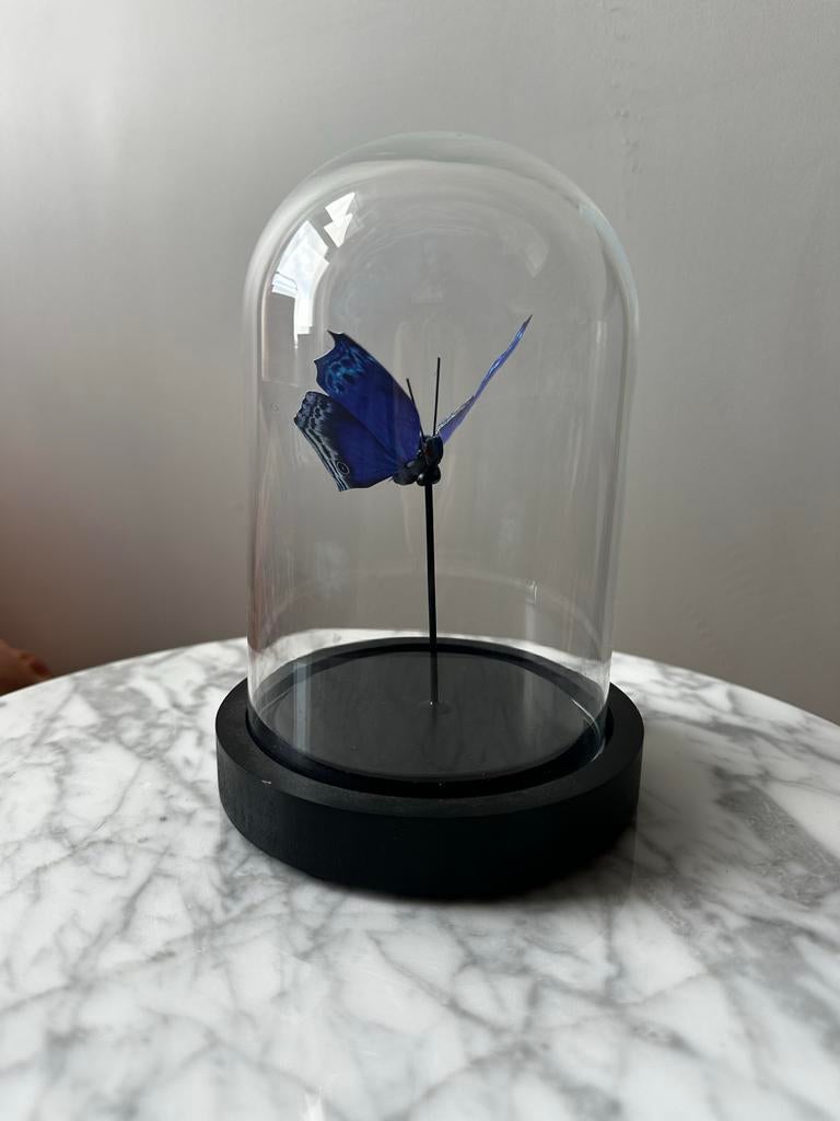 Vlinder in glazen stolp, Huis en Inrichting, Woonaccessoires | Stolpen, Nieuw, Ophalen of Verzenden