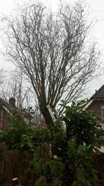 krulwilg, Ophalen, Volle zon, Fruitplanten, Bloeit niet